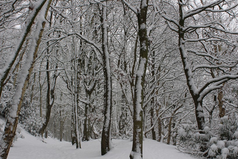 Frodsham Hill Woodland in the snow scene england cheshire 2014 winter