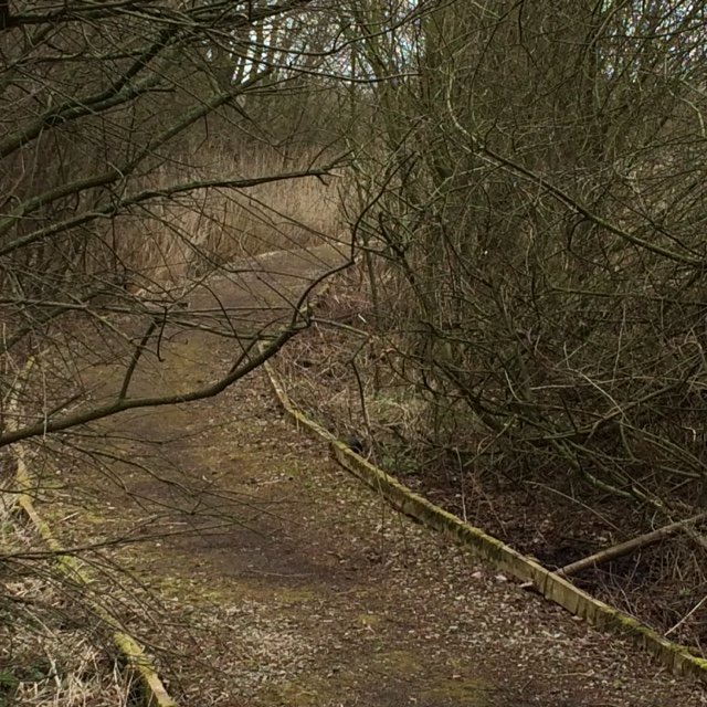Pathway revealed after weeds cleared at Marshlands Tre Garden.